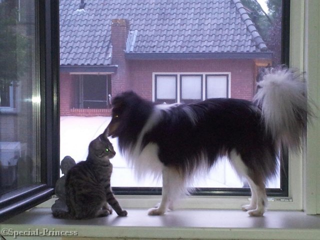 Dylano en zijn kattenvriendje